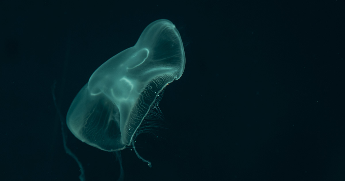deep sea jellyfish