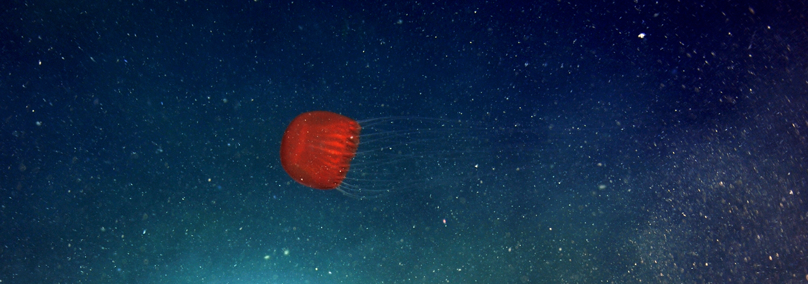 Jellyfish at depth 892m in Barkley Canyon Pacific Coast near Vancouver Island credit Ocean Networks Canada