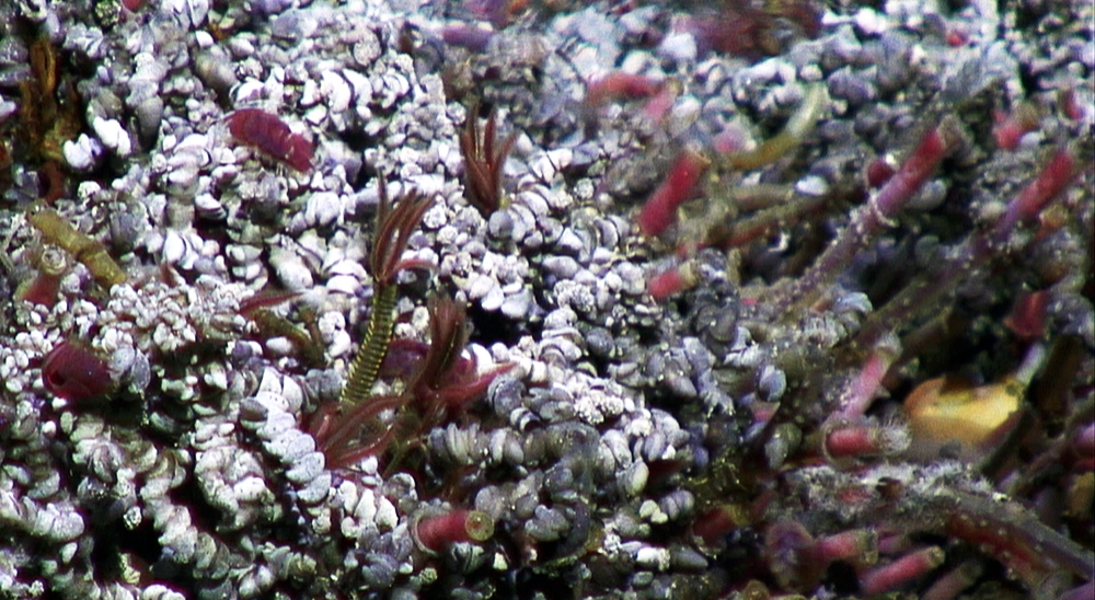Vent Life tubeworms scale worms limpets on Grotta Hydrotherm Vent Endeavour Field credit Ocean Networks Canada
