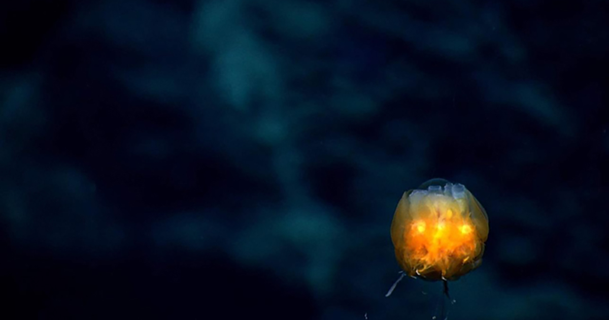 Scientists Warn Too Many Unknowns for Deep-sea Mining